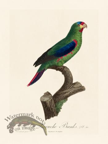 Barraband Parrot 050